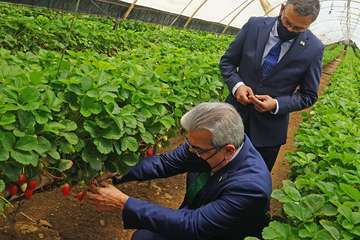 El vicepresidente del Gobierno de Canarias visita el municipio de Valsequillo/Acfi Press.